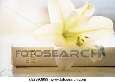 Close up of Bible and lily flower View Large Photo Image Stock Photo - Close up of Bible and lily flower. Fotosearch