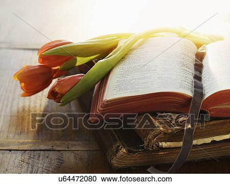 Close up of Bible and tulips in sunlight View Large Photo Image Stock Image - Close up of Bible and tulips in sunlight. Fotosearch