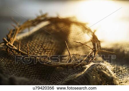 Close up of crown of thorns View Large Photo Image Stock Photograph - Close up of crown of thorns. Fotosearch