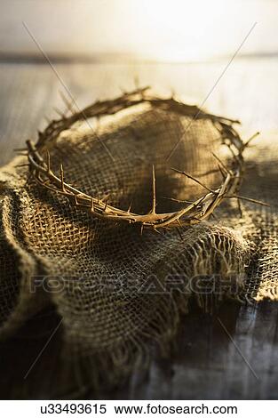 Close up of crown of thorns View Large Photo Image Stock Photography - Close up of crown of thorns. Fotosearch