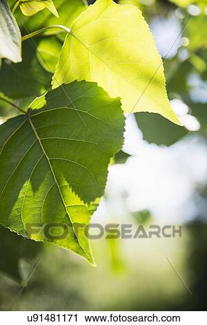 Stock Image - Close-up of leaf. Fotosearch