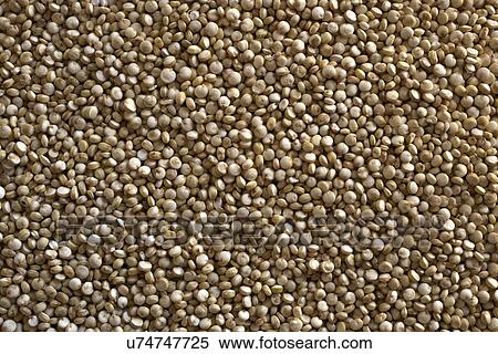 Stock Photography - Close up of quinoa. Fotosearch