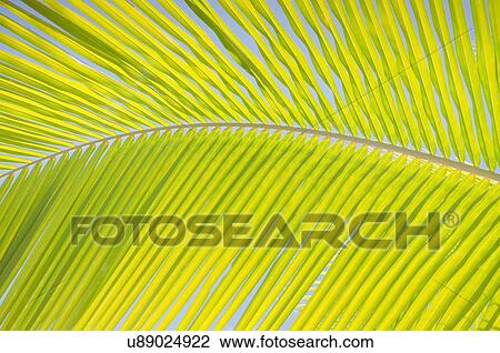 Close-up view of palm leaf View Large Photo Image Stock Image - Close-up view of palm leaf. Fotosearch