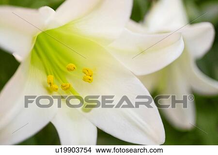 Detail of lily flower View Large Photo Image Picture - Detail of lily flower. Fotosearch