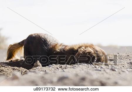 Dog digging in sand View Large Photo Image Stock Image - Dog digging in sand. Fotosearch