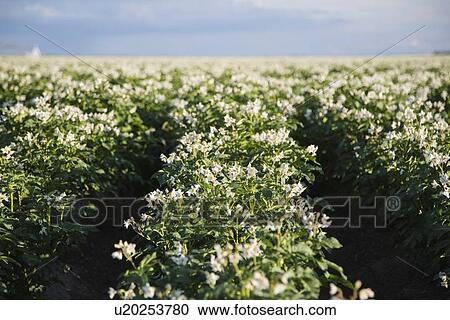 Flowering potato plants View Large Photo Image Stock Image - Flowering potato plants. Fotosearch