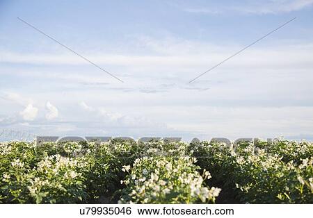 Stock Photograph - Flowering potato plants. Fotosearch
