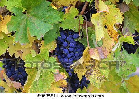 Grapes on vine View Large Photo Image Stock Image - Grapes on vine. Fotosearch