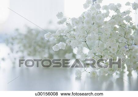 Gypsophila in full bloom View Large Photo Image Stock Photo - Gypsophila in full bloom. Fotosearch