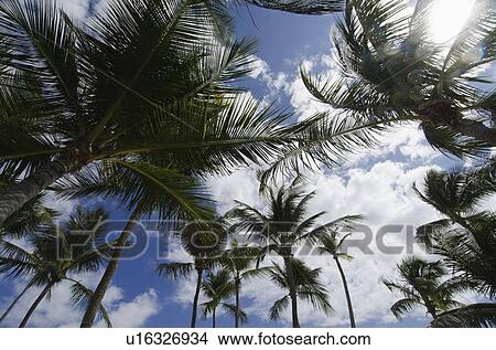 Low-angle view of palm trees View Large Photo Image Picture - Low-angle view of palm trees. Fotosearch