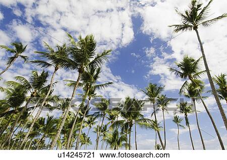 Stock Image - Low-angle view of palm trees. Fotosearch