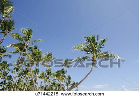 Low-angle view of palm trees View Large Photo Image Stock Photography - Low-angle view of palm trees. Fotosearch