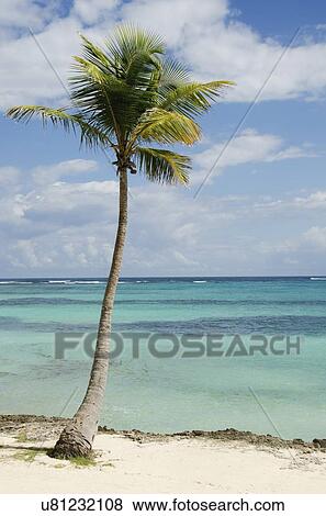 Stock Photo - Palm tree on beach. Fotosearch