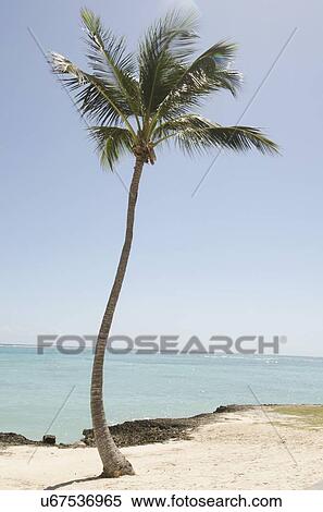 Palm tree on beach View Large Photo Image Stock Photography - Palm tree on beach. Fotosearch