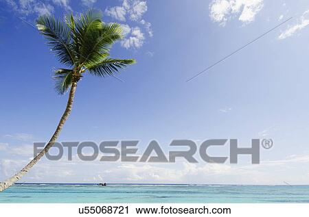 "Palm tree on sunny day, sea in background" View Large Photo Image Stock Image - "Palm tree on sunny day, sea in background". Fotosearch