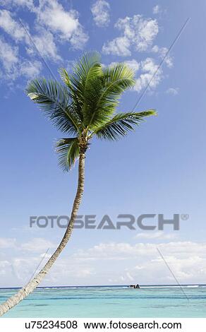"Palm tree on sunny day, sea in background" View Large Photo Image Stock Photo - "Palm tree on sunny day, sea in background". Fotosearch