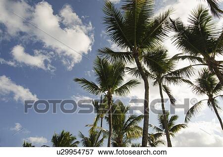 Palm trees against blue sky View Large Photo Image Stock Photo - Palm trees against blue sky. Fotosearch
