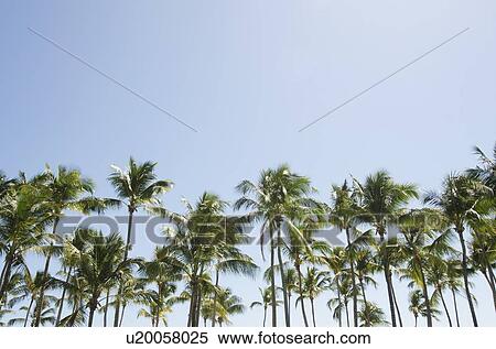 Palm trees against blue sky View Large Photo Image Stock Photography - Palm trees against blue sky. Fotosearch