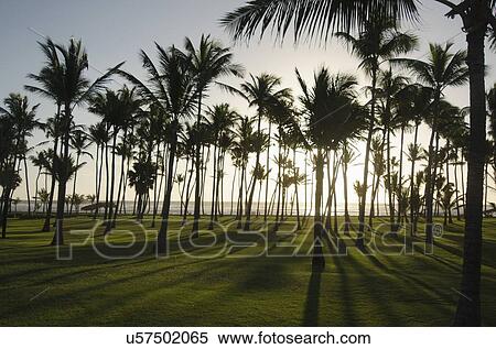 Palm trees at sunset View Large Photo Image Stock Photography - Palm trees at sunset. Fotosearch