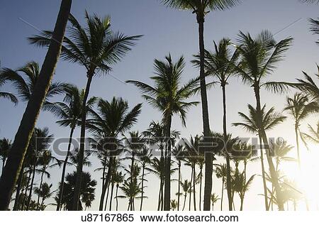 Palm trees at sunset View Large Photo Image Stock Photography - Palm trees at sunset. Fotosearch