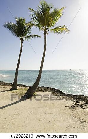 Palm trees on beach View Large Photo Image Stock Photo - Palm trees on beach. Fotosearch
