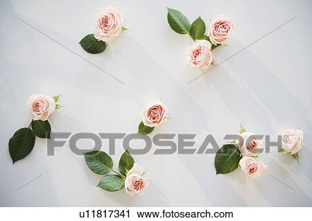 Pink roses on white background View Large Photo Image Stock Image - Pink roses on white background. Fotosearch