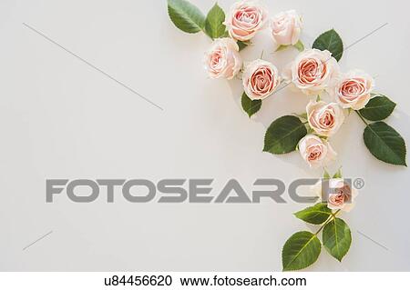 Stock Image - Pink roses on white background. Fotosearch