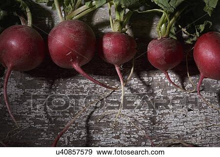 Radishes in a row on weathered wood table View Large Photo Image Stock Photo - Radishes in a row on weathered wood table. Fotosearch