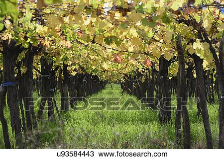 Row of grape in vineyard View Large Photo Image Stock Image - Row of grape in vineyard. Fotosearch