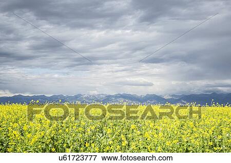 Scenic view of canola field View Large Photo Image Stock Photo - Scenic view of canola field. Fotosearch