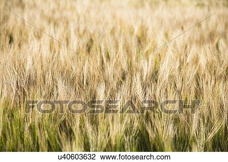 Stock Image - View of barley in field. Fotosearch