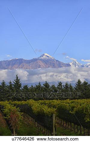 Stock Photograph - View of vineyard with mountain on background. Fotosearch