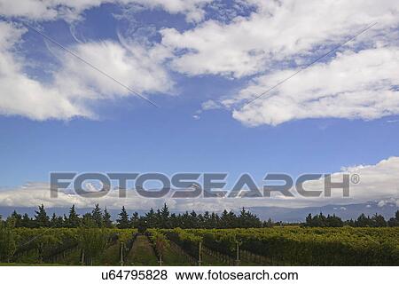 Stock Photo - View of vineyard with mountains on background. Fotosearch