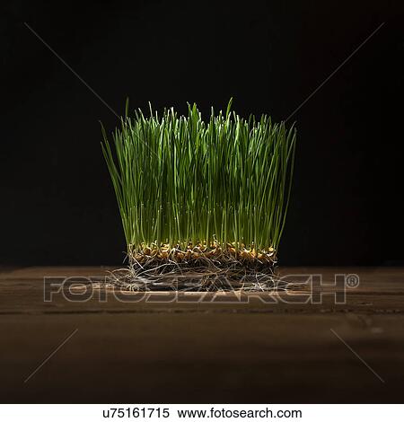 Stock Photography - Wheat grass. Fotosearch