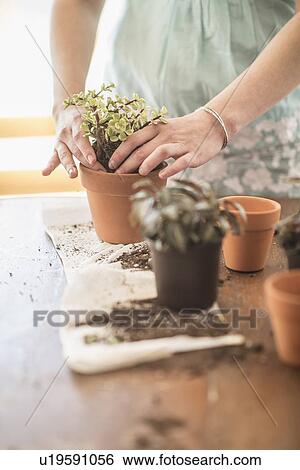 Woman repotting flowers View Large Photo Image Stock Photograph - Woman repotting flowers. Fotosearch