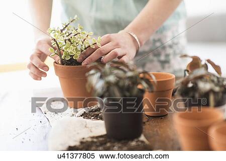 Stock Photography - Woman repotting flowers. Fotosearch