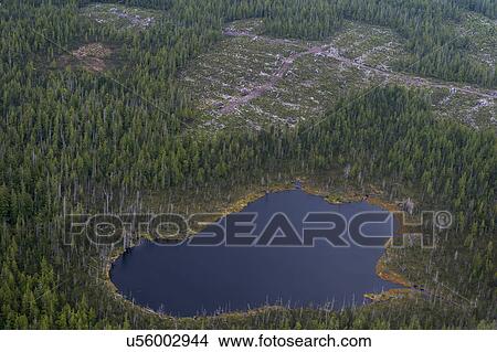 Picture - "Aerial view of trees on a landscape, Skeena-Queen Charlotte Regional District, Haida Gwaii, Graham Island, British Columbia, Canada". Fotosearch
