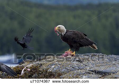 "Bald Eagle feeding on prey, Skeena-Queen Charlotte Regional District, Haida Gwaii, Graham Island, British Columbia, Canada" View Large Photo Image Stock Photo - "Bald Eagle feeding on prey, Skeena-Queen Charlotte Regional District, Haida Gwaii, Graham Island, British Columbia, Canada". Fotosearch