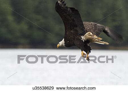 "Bald Eagle flying, Skeena-Queen Charlotte Regional District, Haida Gwaii, Graham Island, British Columbia, Canada" View Large Photo Image Stock Photo - "Bald Eagle flying, Skeena-Queen Charlotte Regional District, Haida Gwaii, Graham Island, British Columbia, Canada". Fotosearch