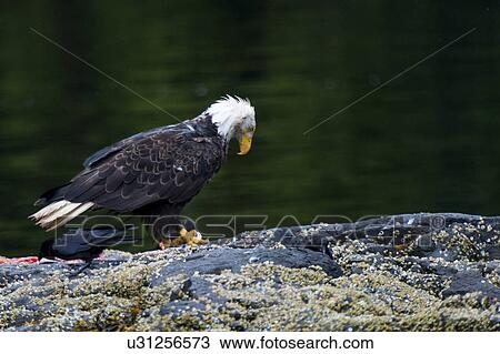 Stock Image - "Bald Eagle on an island, Skeena-Queen Charlotte Regional District, Haida Gwaii, Graham Island, British Columbia, Canada". Fotosearch