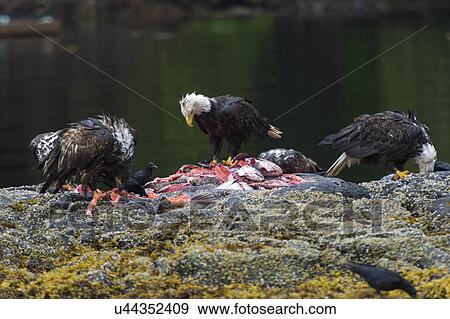 "Bald Eagles feeding on fish carcass, Skeena-Queen Charlotte Regional District, Haida Gwaii, Graham Island, British Columbia, Canada" View Large Photo Image Stock Photo - "Bald Eagles feeding on fish carcass, Skeena-Queen Charlotte Regional District, Haida Gwaii, Graham Island, British Columbia, Canada". Fotosearch