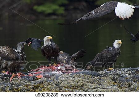 "Bald Eagles feeding on fish carcass, Skeena-Queen Charlotte Regional District, Haida Gwaii, Graham Island, British Columbia, Canada" View Large Photo Image Stock Photo - "Bald Eagles feeding on fish carcass, Skeena-Queen Charlotte Regional District, Haida Gwaii, Graham Island, British Columbia, Canada". Fotosearch
