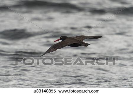 "Bird flying over the Pacific Ocean, Skeena-Queen Charlotte Regional District, Haida Gwaii, Graham Island, British Columbia, Canada" View Large Photo Image Stock Photography - "Bird flying over the Pacific Ocean, Skeena-Queen Charlotte Regional District, Haida Gwaii, Graham Island, British Columbia, Canada". Fotosearch