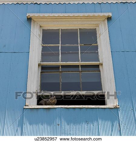 Stock Photo - "Cat in the window of a house, Valparaiso, Chile". Fotosearch