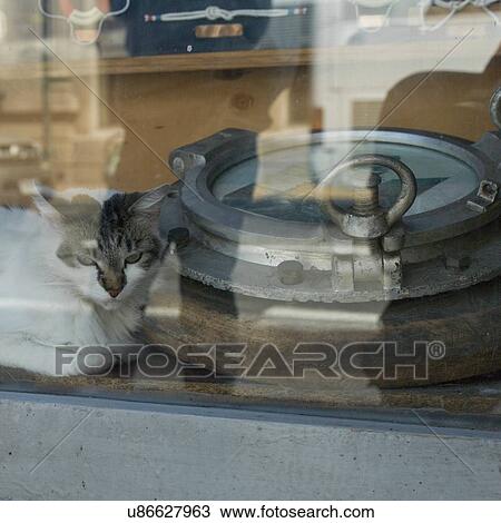 "Cat looking out of a window, Valparaiso, Chile" View Large Photo Image Stock Image - "Cat looking out of a window, Valparaiso, Chile". Fotosearch