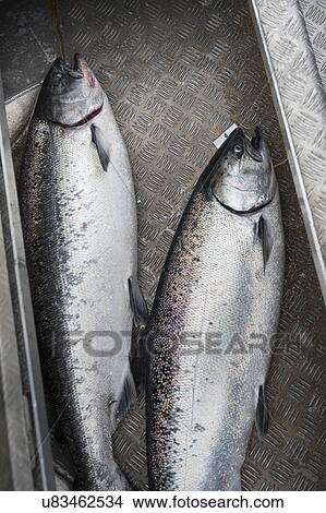 "Chinook salmons, Skeena-Queen Charlotte Regional District, Haida Gwaii, Graham Island, British Columbia, Canada" View Large Photo Image Picture - "Chinook salmons, Skeena-Queen Charlotte Regional District, Haida Gwaii, Graham Island, British Columbia, Canada". Fotosearch