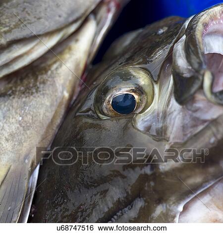 Stock Photograph - "Close up of a pile of fish, Skeena-Queen Charlotte Regional District, Haida Gwaii, Graham Island, British Columbia, Canada". Fotosearch