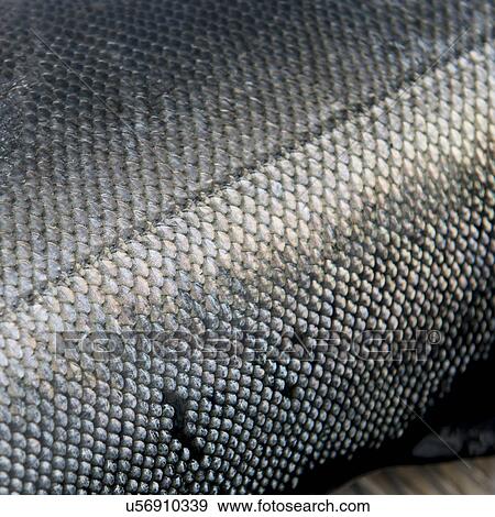 Stock Photo - "Close-up of a salmon fish, Skeena-Queen Charlotte Regional District, Hippa Island, Haida Gwaii, Graham Island, British Columbia, Canada". Fotosearch