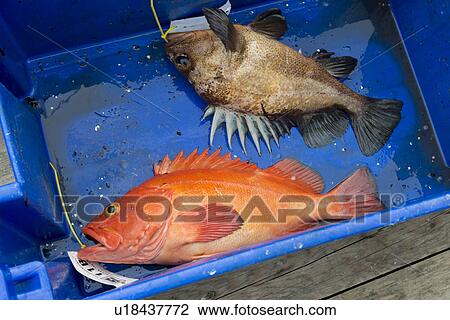 "Dead Yelloweye rockfish in a container, Skeena-Queen Charlotte Regional District, Haida Gwaii, Graham Island, British Columbia, Canada" View Large Photo Image Stock Image - "Dead Yelloweye rockfish in a container, Skeena-Queen Charlotte Regional District, Haida Gwaii, Graham Island, British Columbia, Canada". Fotosearch