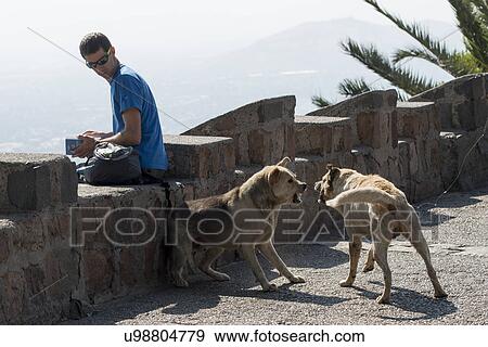"Dogs fighting with a man looking at them, San Cristobal Hill, Santiago, Santiago Metropolitan Region, Chile" View Large Photo Image Stock Photo - "Dogs fighting with a man looking at them, San Cristobal Hill, Santiago, Santiago Metropolitan Region, Chile". Fotosearch
